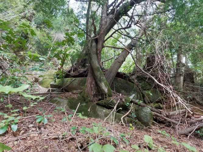 Vende Predio San Fabian, Naturaleza Plena (78894)