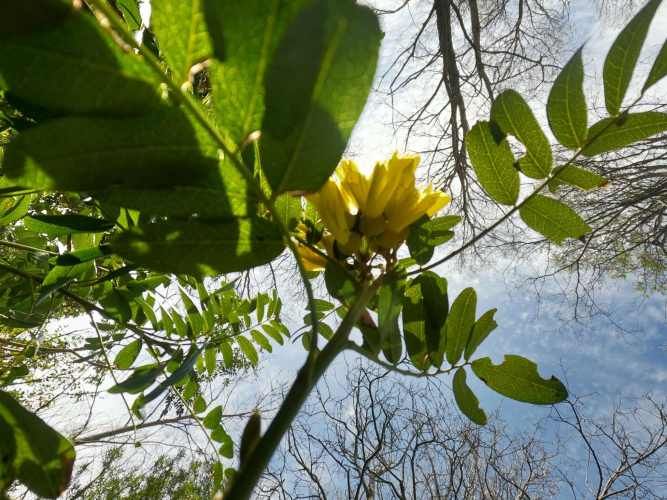 Vende Predio San Fabian, Naturaleza Plena (78894)