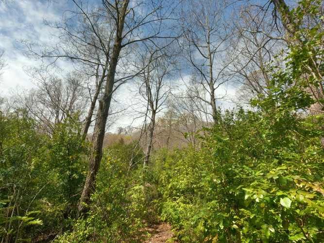 Vende Predio San Fabian, Naturaleza Plena (78894)