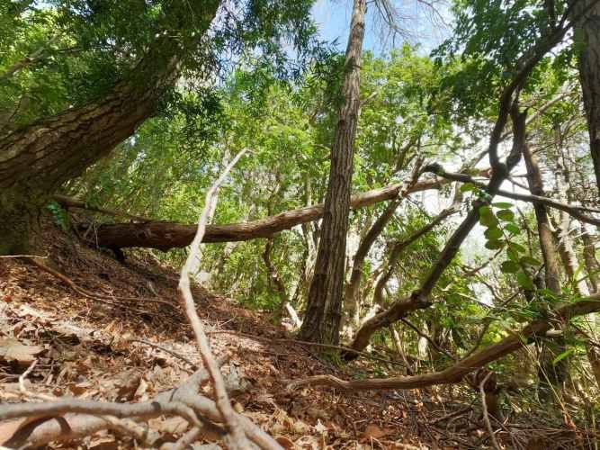 Vende Predio San Fabian, Naturaleza Plena (78894)