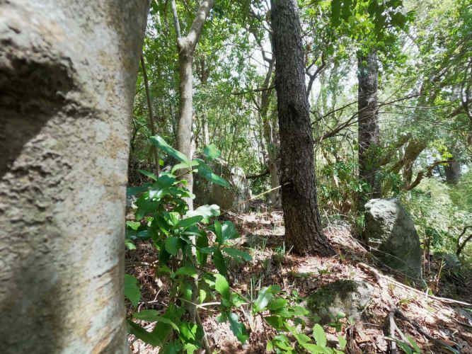 Vende Predio San Fabian, Naturaleza Plena (78894)