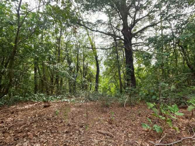 Vende Predio San Fabian, Naturaleza Plena (78894)