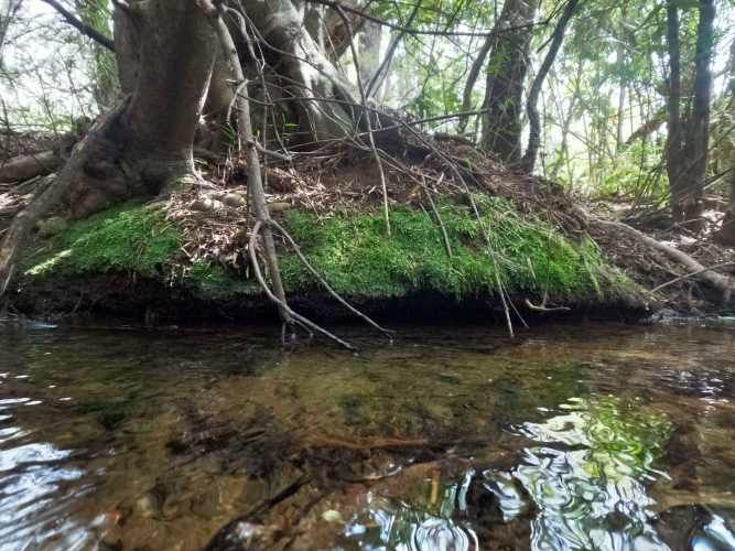 Vende Predio San Fabian, Naturaleza Plena (78894)
