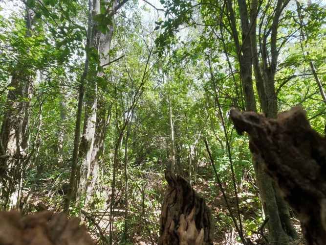 Vende Predio San Fabian, Naturaleza Plena (78894)