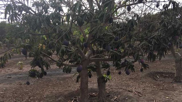 Parcela Alto Ramirez