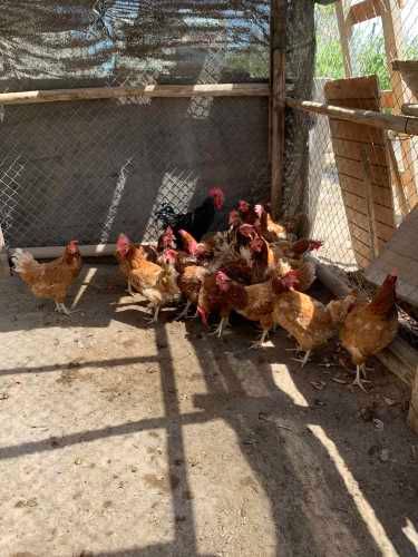 Parcela Alto Ramirez