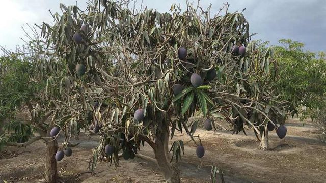 Parcela Alto Ramirez