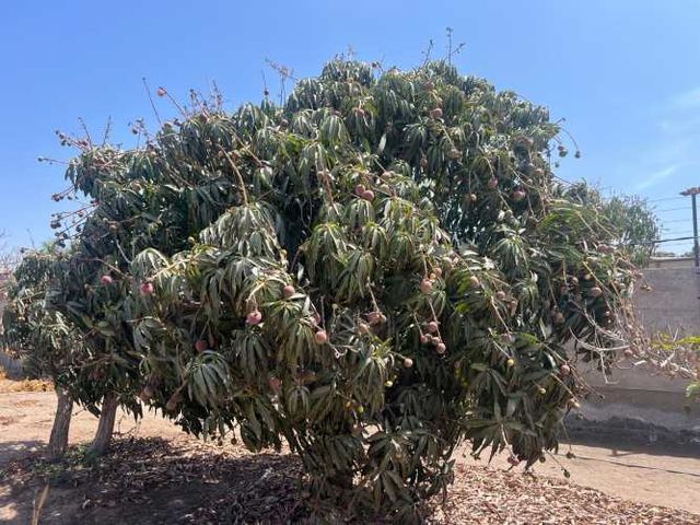 Parcela Alto Ramirez