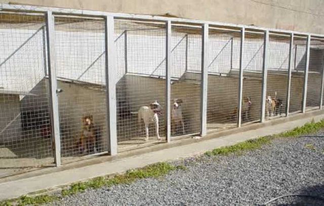 CANIL GRUERO FIN DE SEMANA- PUDAHUEL