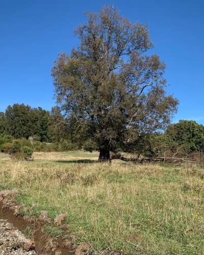 Pucón| 3 Hermosos Terrenos en Los Riscos con vistas al Lago y Volcán