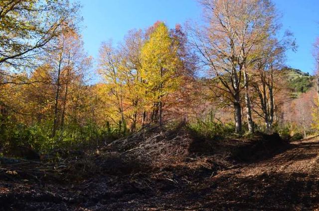 Preciosa parcela con vertiente Curarrehue