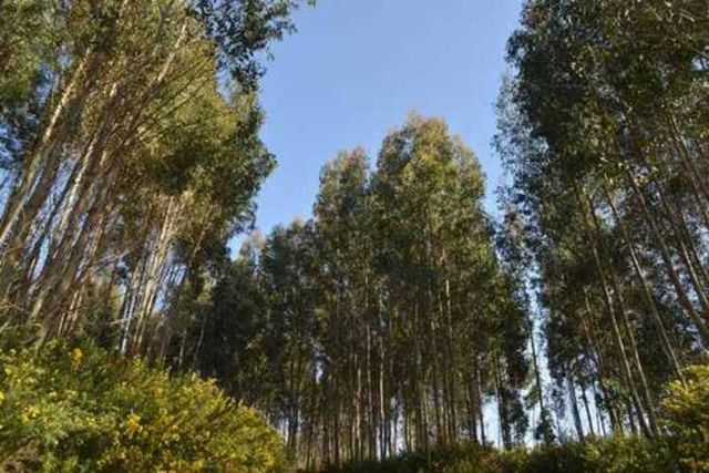 CHAIMAVIDA dos fundos plantados con pino y eucaliptis