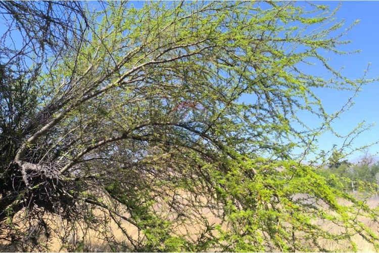 Oportunidad terreno en batuco