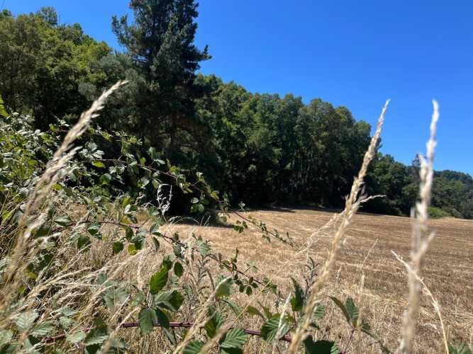 VENTA PARCELA 5000MTS Freire