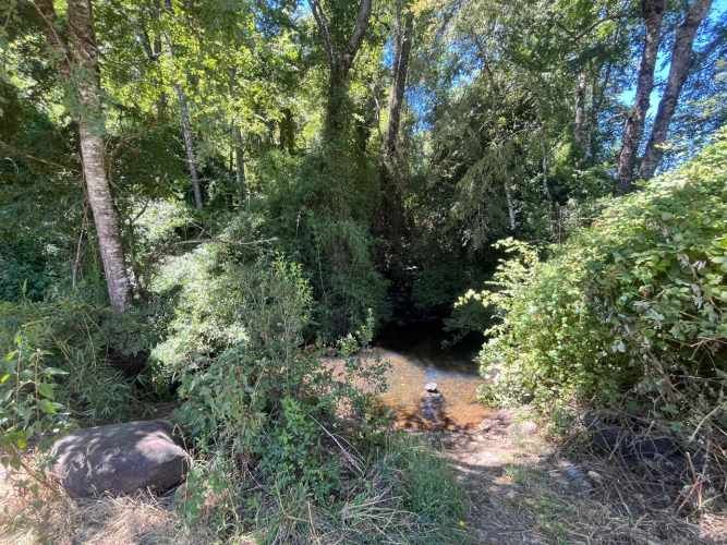 VENTA PARCELA 5000MTS Freire