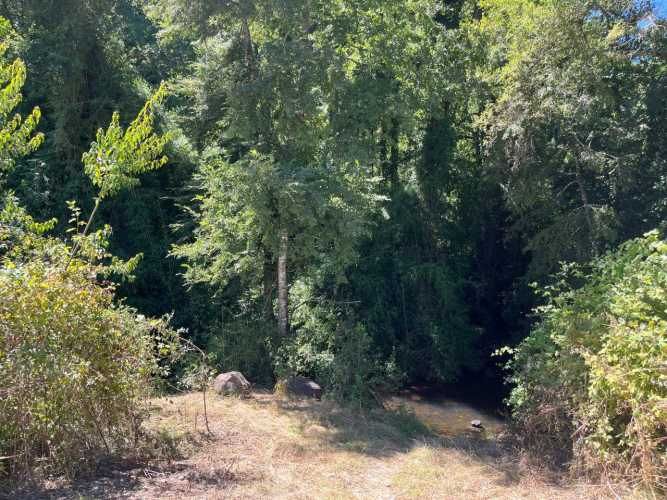 VENTA PARCELA 5000MTS Freire