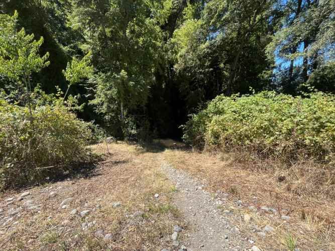 VENTA PARCELA 5000MTS Freire