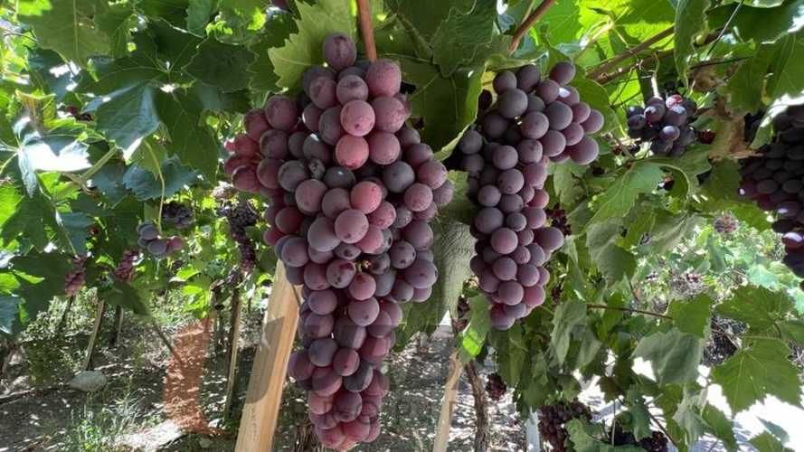 Parcela PARCELA EN LOTEO MIRAFLORES 5.300M2