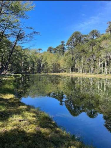 PARCELA Alpehue Melipeuco