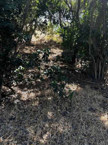 PARCELA Fundo Santa Rosa de Bucalemu