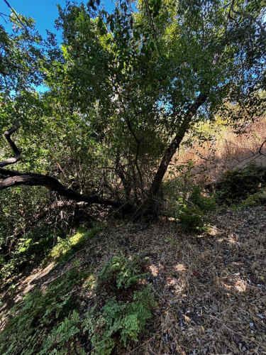 PARCELA Fundo Santa Rosa de Bucalemu