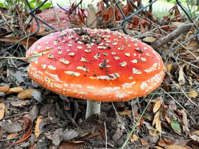 PARCELA sector Juan Amigo