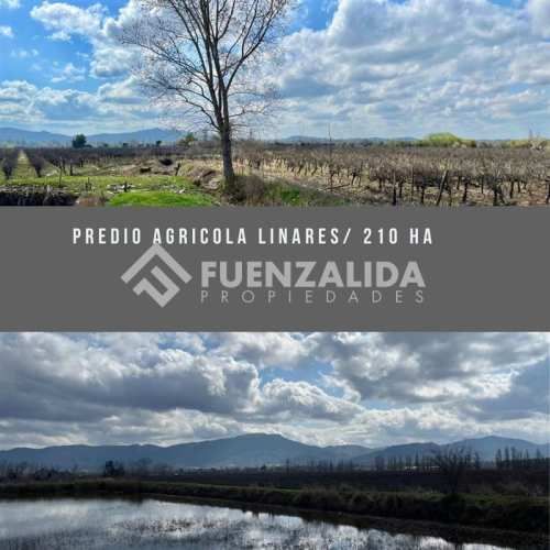 AGRICOLA KURT MOLLER