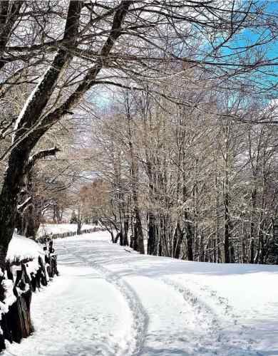 PARCELA Malalcahuello Aldea Centinela parcela 34