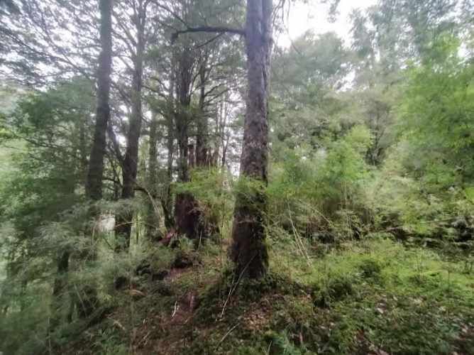 RÍO CISNES LOTE 14 LA MAGIA