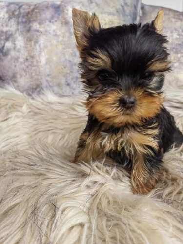 Cachorros Yorkshire mini toy.