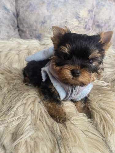 Cachorros Yorkshire mini toy.