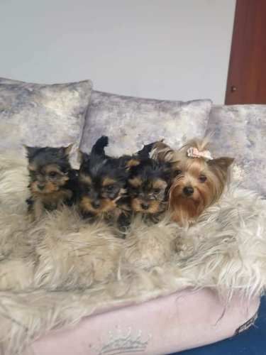 Cachorros Yorkshire mini toy.