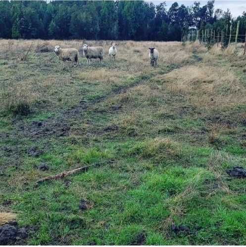 PARCELA Sector Oqueldan