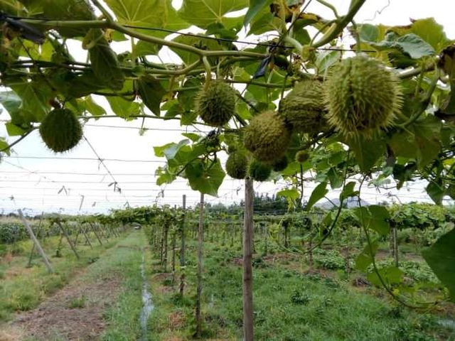 TERRENO CONSTRUCCION El Naranjal, Quinta de Tilcoco