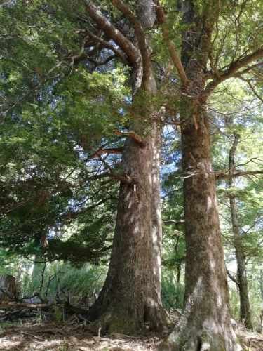 Curarrehue parcelas 1 hectárea con acceso a rio.