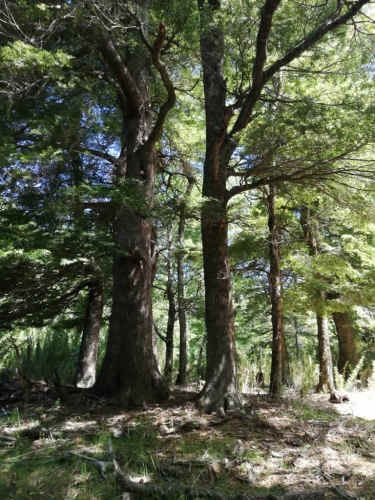 Curarrehue parcelas 1 hectárea con acceso a rio.