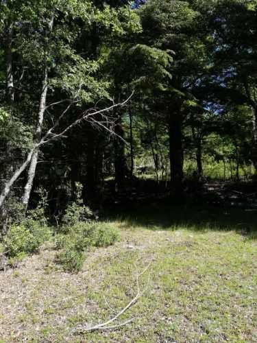 Curarrehue parcelas 1 hectárea con acceso a rio.