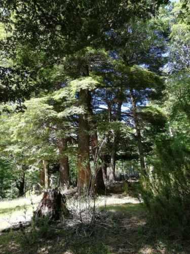 Curarrehue parcelas 1 hectárea con acceso a rio.