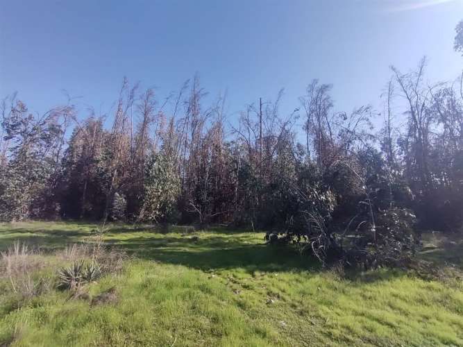 TERRENO CONSTRUCCION Gultro, Olivar