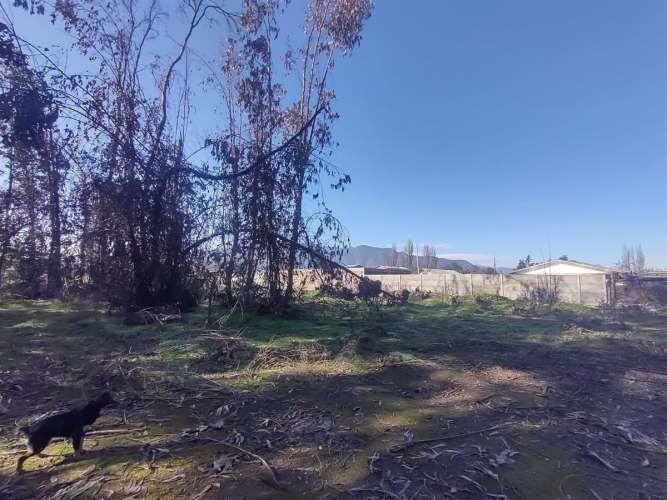 TERRENO CONSTRUCCION Gultro, Olivar