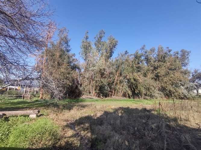 TERRENO CONSTRUCCION Gultro, Olivar