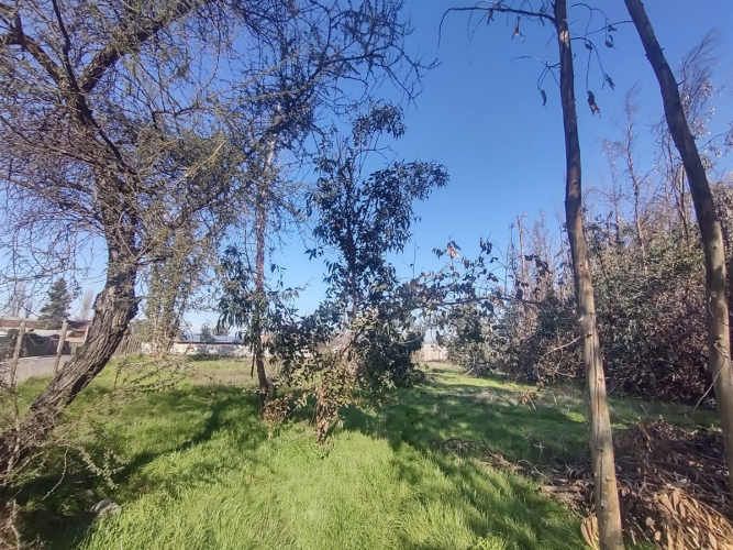 TERRENO CONSTRUCCION Gultro, Olivar