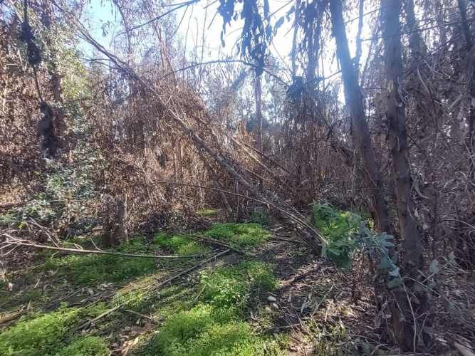 TERRENO CONSTRUCCION Gultro, Olivar