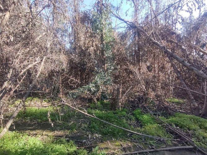 TERRENO CONSTRUCCION Gultro, Olivar