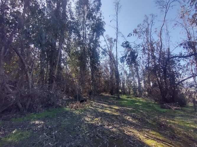 TERRENO CONSTRUCCION Gultro, Olivar