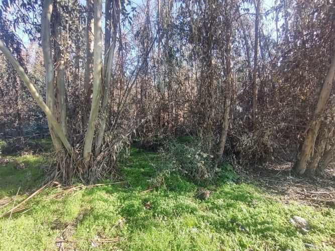 TERRENO CONSTRUCCION Gultro, Olivar