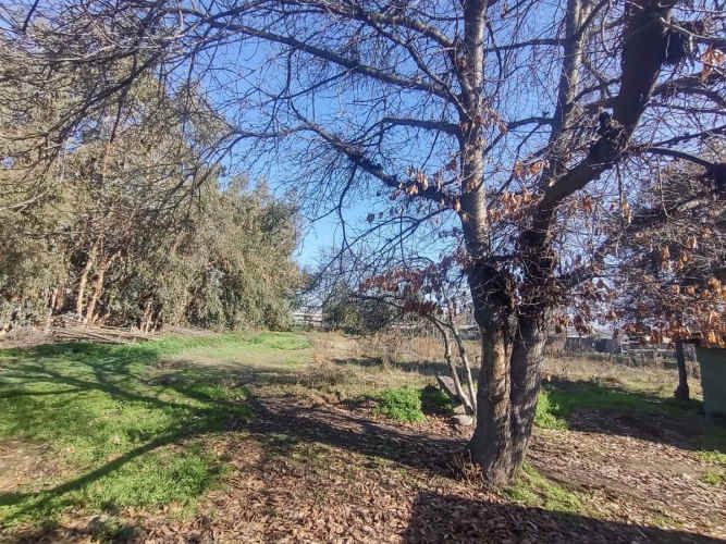 TERRENO CONSTRUCCION Gultro, Olivar