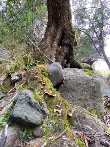 PARCELA Provincia de Colchagua, Comuna de Santa Cruz, Región de O´Higgins.