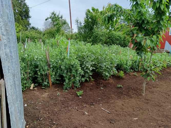 PARCELA EN VENTA CAMINO RIO NEGRO