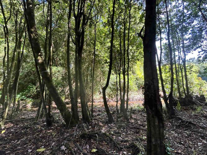 ¡Oportunidad! Vendo hermoso terreno al lado de la ruta 5 Sur altura Mafil .